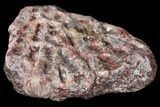 Metoposaur (Koskinonodon) Skull Scute - Arizona #133309-2